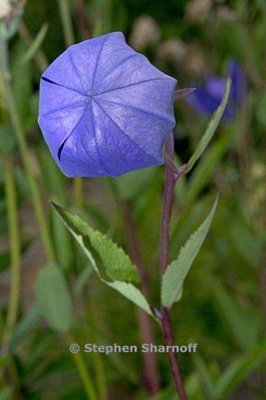 platycodon grandiflorus 4 graphic